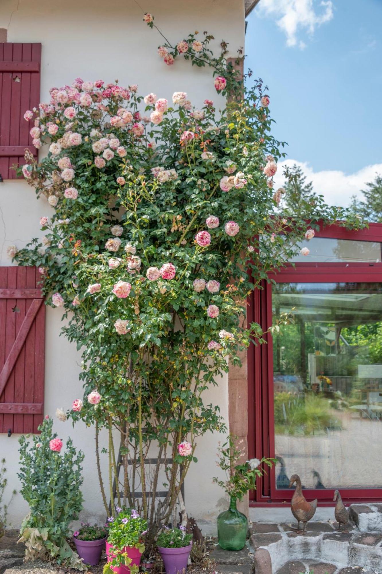 Bed and Breakfast Roulotte Le Temps De Rever Saint-Michel-sur-Meurthe Exteriér fotografie